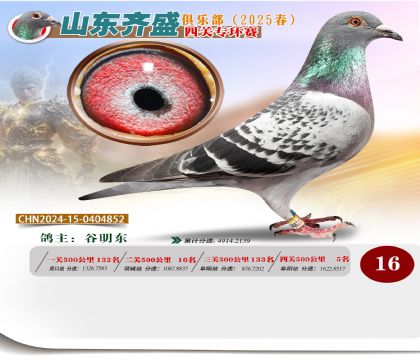 四關(guān)鴿王專環(huán)賽16名