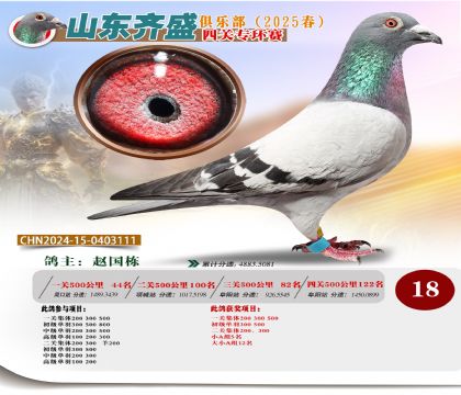 四關(guān)鴿王專環(huán)賽18名