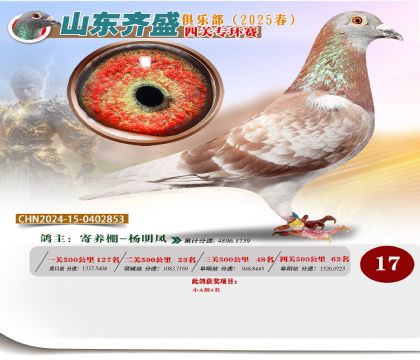 四關(guān)鴿王專環(huán)賽17名