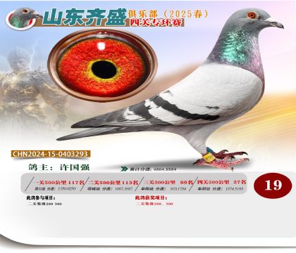 四關(guān)鴿王專環(huán)賽19名