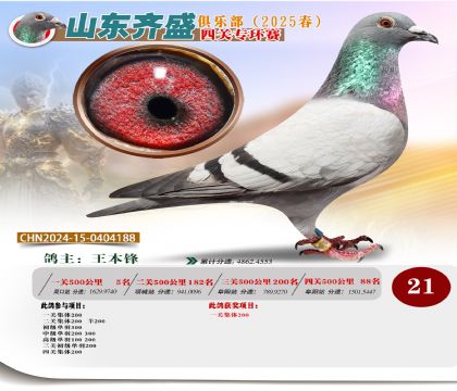四關(guān)鴿王專環(huán)賽21名