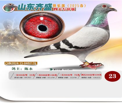 四關(guān)鴿王專環(huán)賽23名
