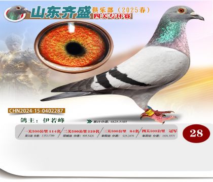 四關(guān)鴿王專環(huán)賽28名