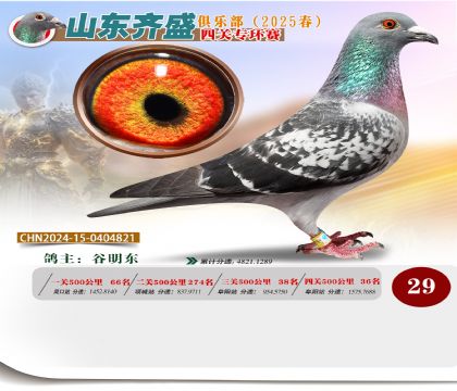 四關(guān)鴿王專環(huán)賽29名