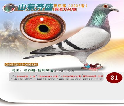 四關(guān)鴿王專環(huán)賽31名