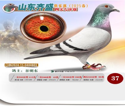 四關(guān)鴿王專環(huán)賽37名