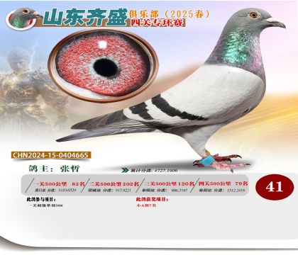 四關(guān)鴿王專環(huán)賽41名