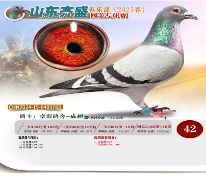 四關(guān)鴿王專環(huán)賽42名