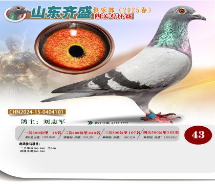 四關(guān)鴿王專環(huán)賽43名