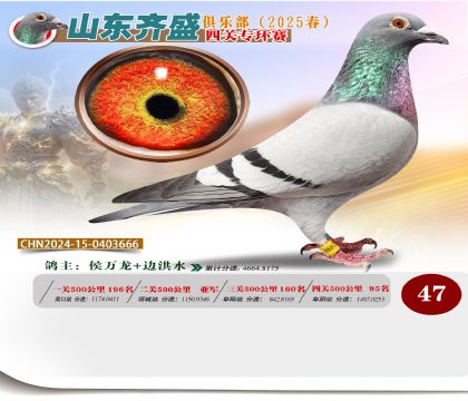 四關(guān)鴿王專環(huán)賽47名