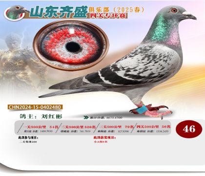 四關(guān)鴿王專環(huán)賽46名