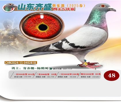 四關(guān)鴿王專環(huán)賽48名