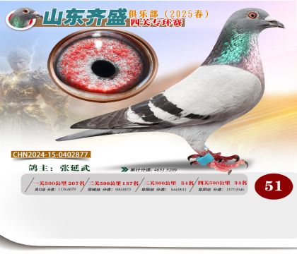 四關(guān)鴿王專環(huán)賽51名