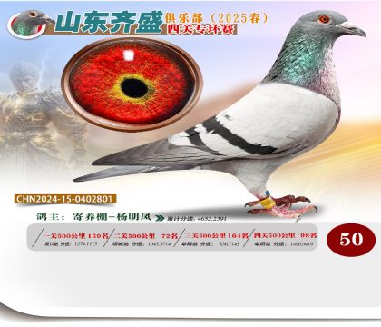 四關(guān)鴿王專環(huán)賽50名