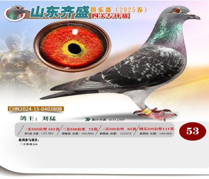 四關(guān)鴿王專環(huán)賽53名