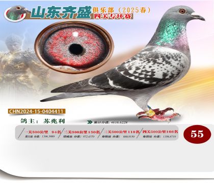 四關(guān)鴿王專環(huán)賽55名