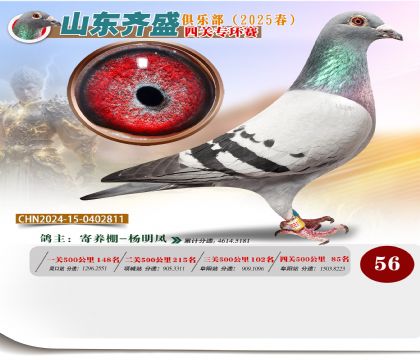 四關(guān)鴿王專環(huán)賽56名