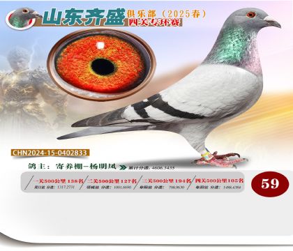 四關(guān)鴿王專環(huán)賽59名