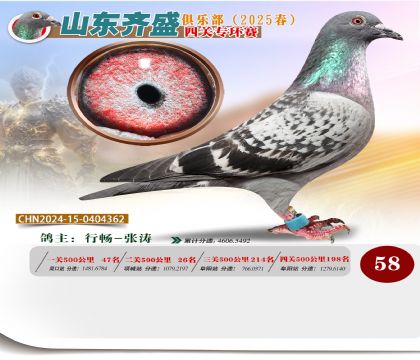 四關(guān)鴿王專環(huán)賽58名