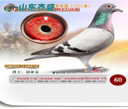 四關(guān)鴿王專環(huán)賽60名