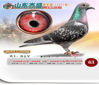 四關(guān)鴿王專環(huán)賽63名