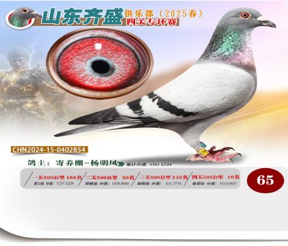 四關(guān)鴿王專環(huán)賽65名