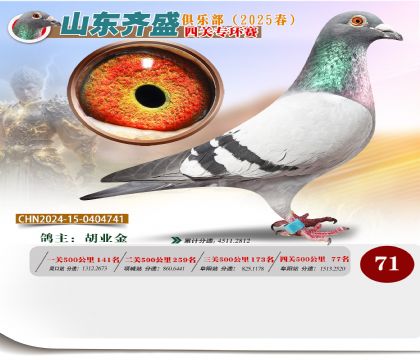 四關(guān)鴿王專環(huán)賽71名