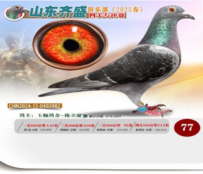 四關(guān)鴿王專環(huán)賽77名