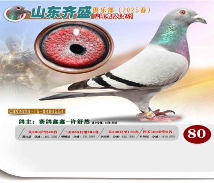 四關(guān)鴿王專環(huán)賽80名
