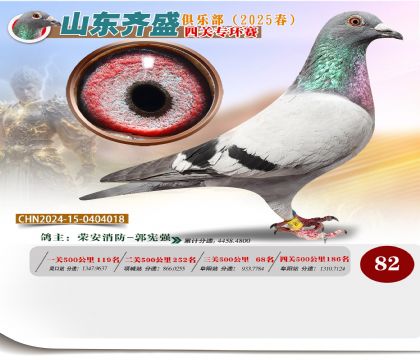 四關(guān)鴿王專環(huán)賽82名