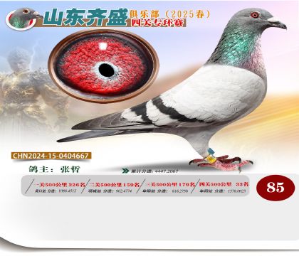 四關(guān)鴿王專環(huán)賽85名