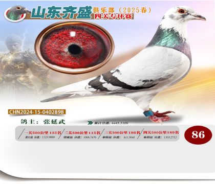 四關(guān)鴿王專環(huán)賽86名
