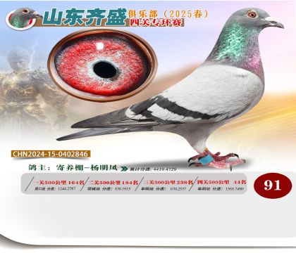 四關(guān)鴿王專環(huán)賽91名