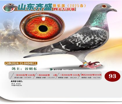 四關(guān)鴿王專環(huán)賽93名