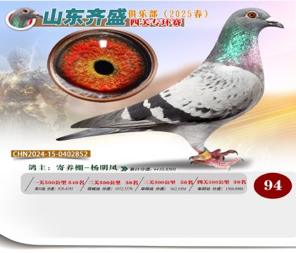 四關(guān)鴿王專環(huán)賽94名