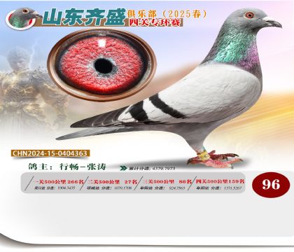 四關(guān)鴿王專環(huán)賽96名