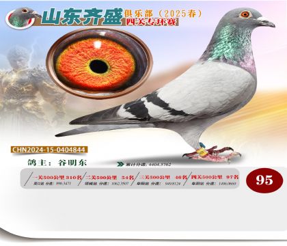 四關(guān)鴿王專環(huán)賽95名