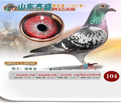 四關(guān)鴿王專環(huán)賽104名