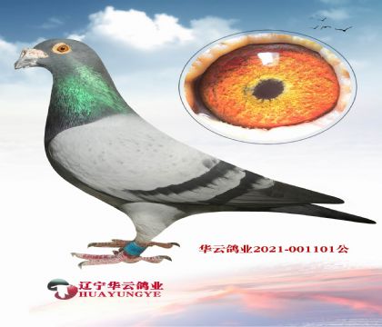 本舍秘密武器 頭一次出現(xiàn)的超速度血系