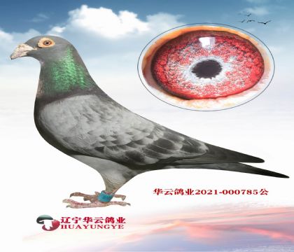 任秀夫詹森019國內(nèi)發(fā)揮最好的詹森