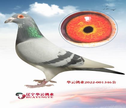 含金量很高的配對 之前從不出售的血系