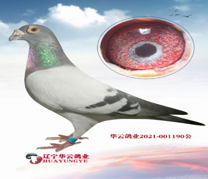 超級閃電蓋比 種公X北國之春鴿王冠軍