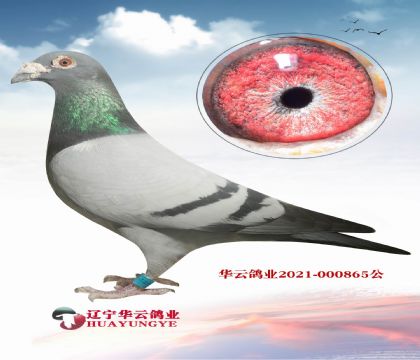 林波爾快速皇帝 直子