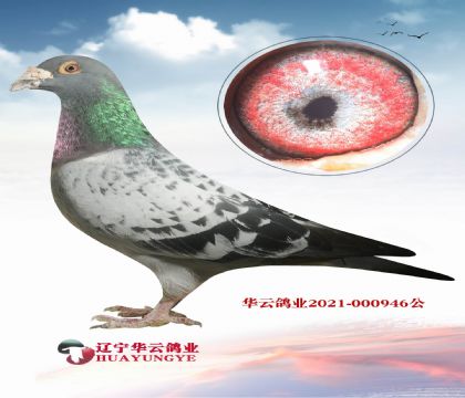 20萬利奧直子 新羅西獨(dú)眼雌”直孫X利奧003孫女