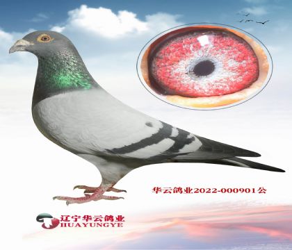 打公棚的王者 看看這個(gè)家族 想不贏都難