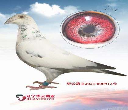 花西格穆勒 哈貝尼斯