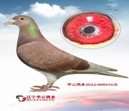 迪克.范登布克 X吉爾特.海倫 “好紅直孫”X帽子戲法同母妹