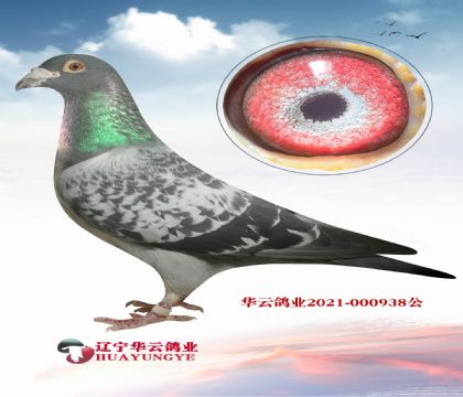 彼得曼德斯740血系公棚冠軍 母子回血