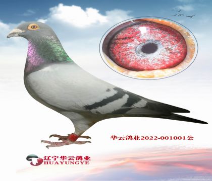 回春陽老紅公絕版直孫X740全妹 金母006