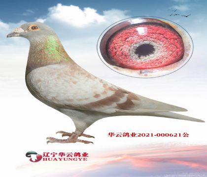 紅彼得曼德斯 公棚神奇血脈